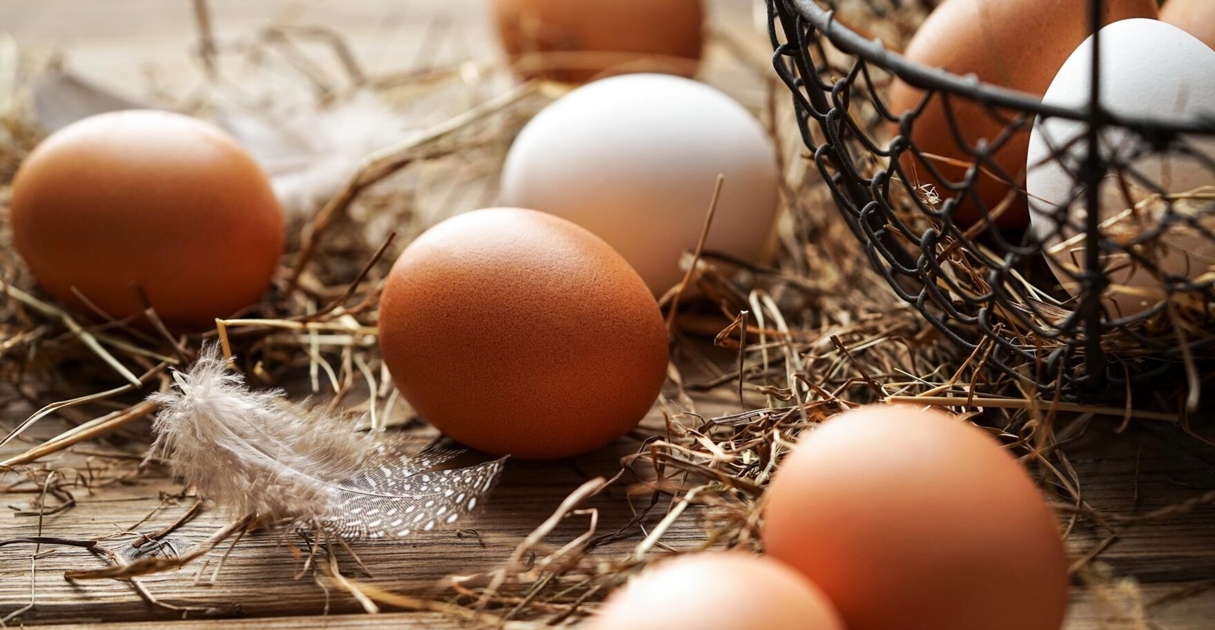 Eier aus dem eigenen Hühnerstall