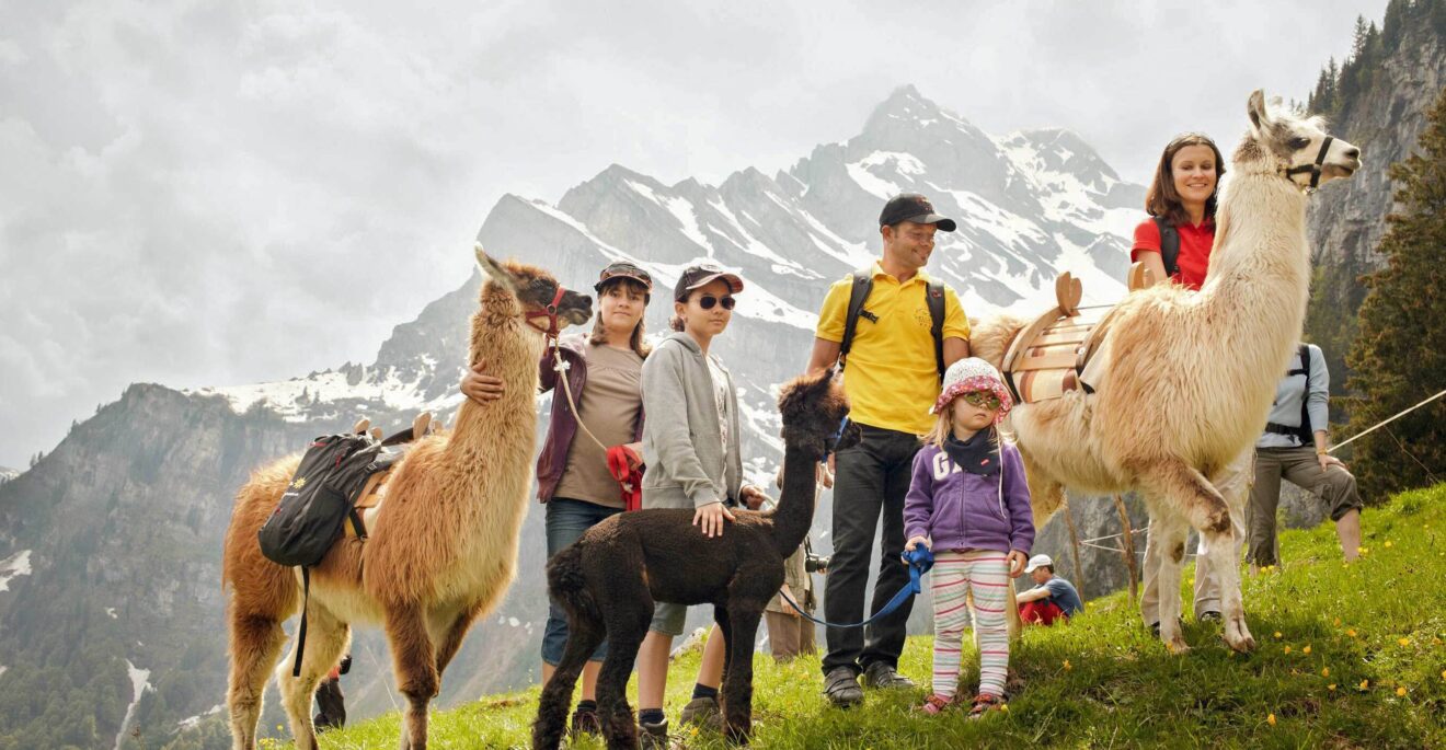 Tiere lama trekking maerchenhotel braunwald 04