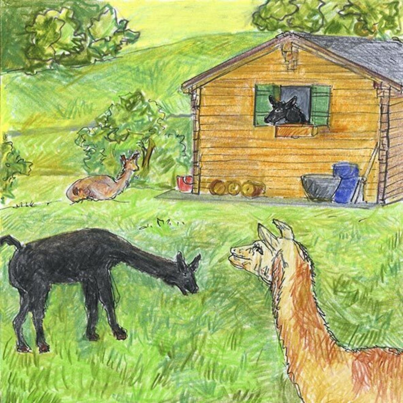 Lamas & Alpakas