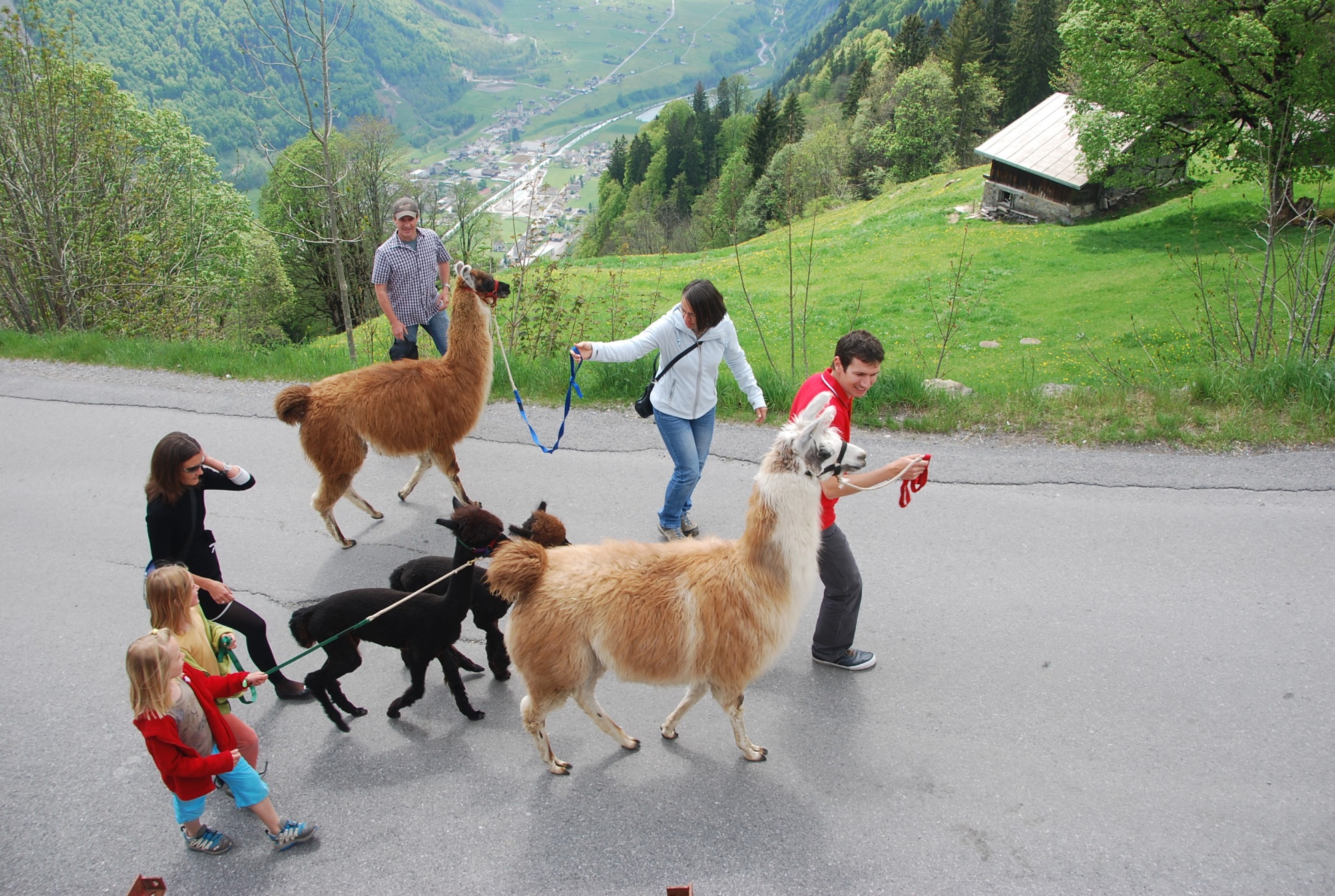 MHB Lama3 Unbek Sommer quer orig stand