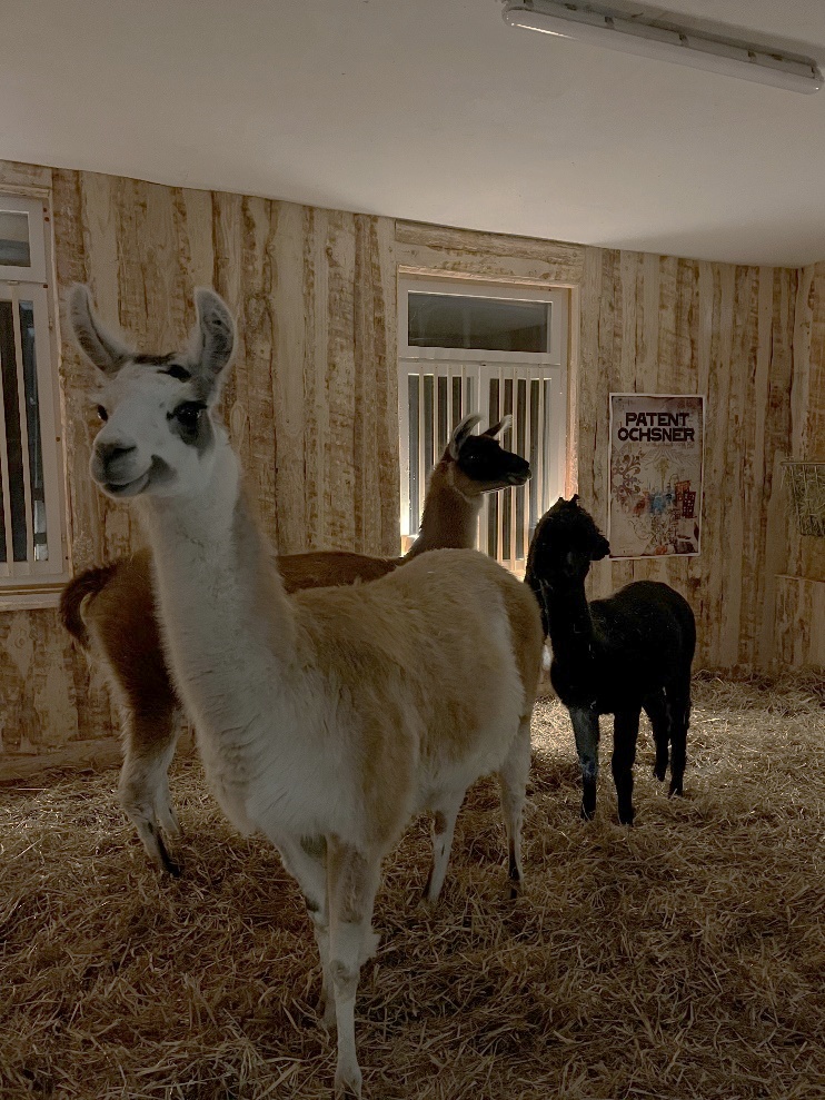 Lamas im Stall