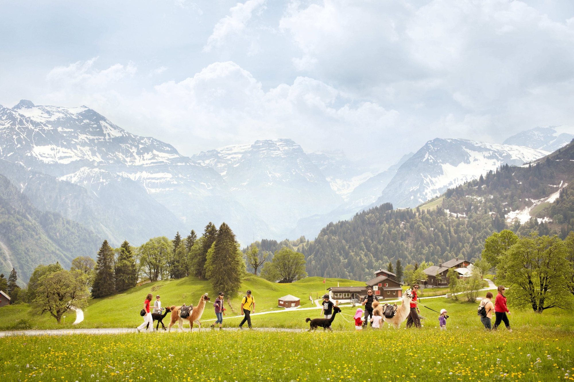 MHB Lama18 Unbek Sommer quer orig top 1